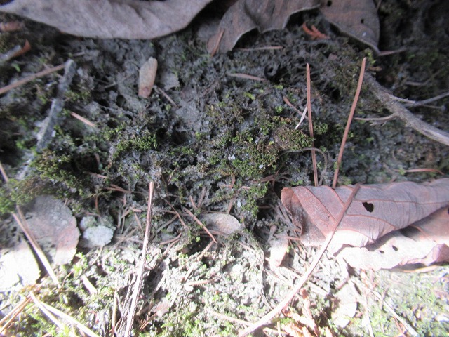 山中湖村　雨樋清掃